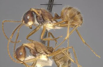 Media type: image;   Entomology 21637 Aspect: habitus lateral view